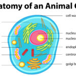 مكونات الخلية